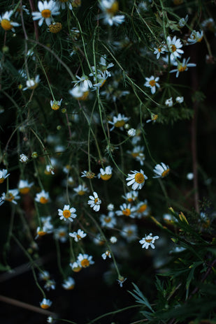 CHAMOMILE
