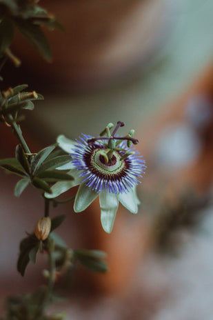PASSION FLOWER